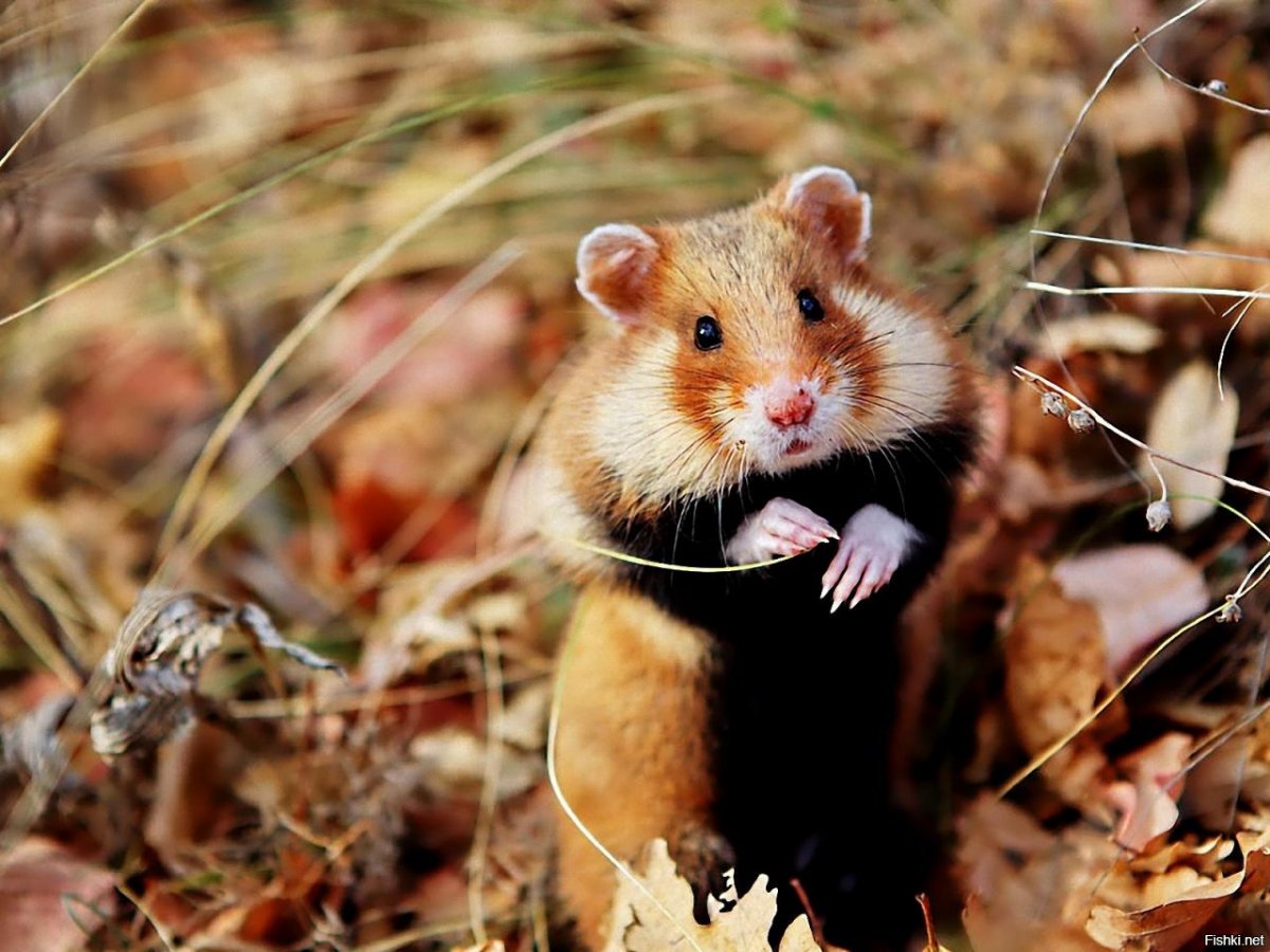 Летающий хомяк