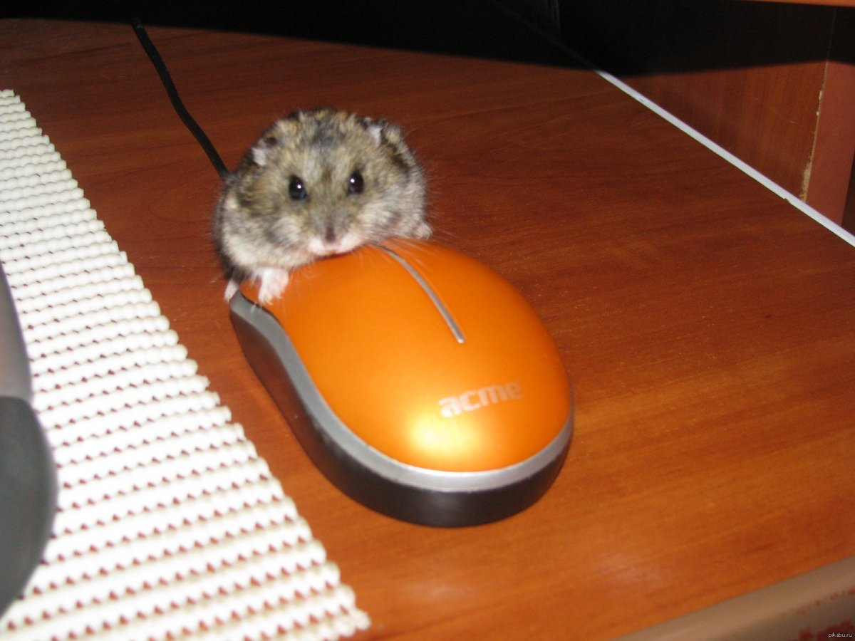 Туса хомяков