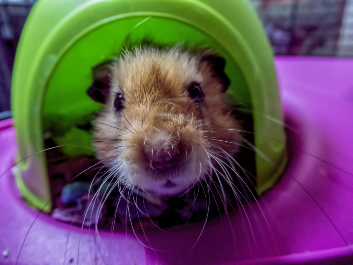 УГАРНЫЙ хомяк