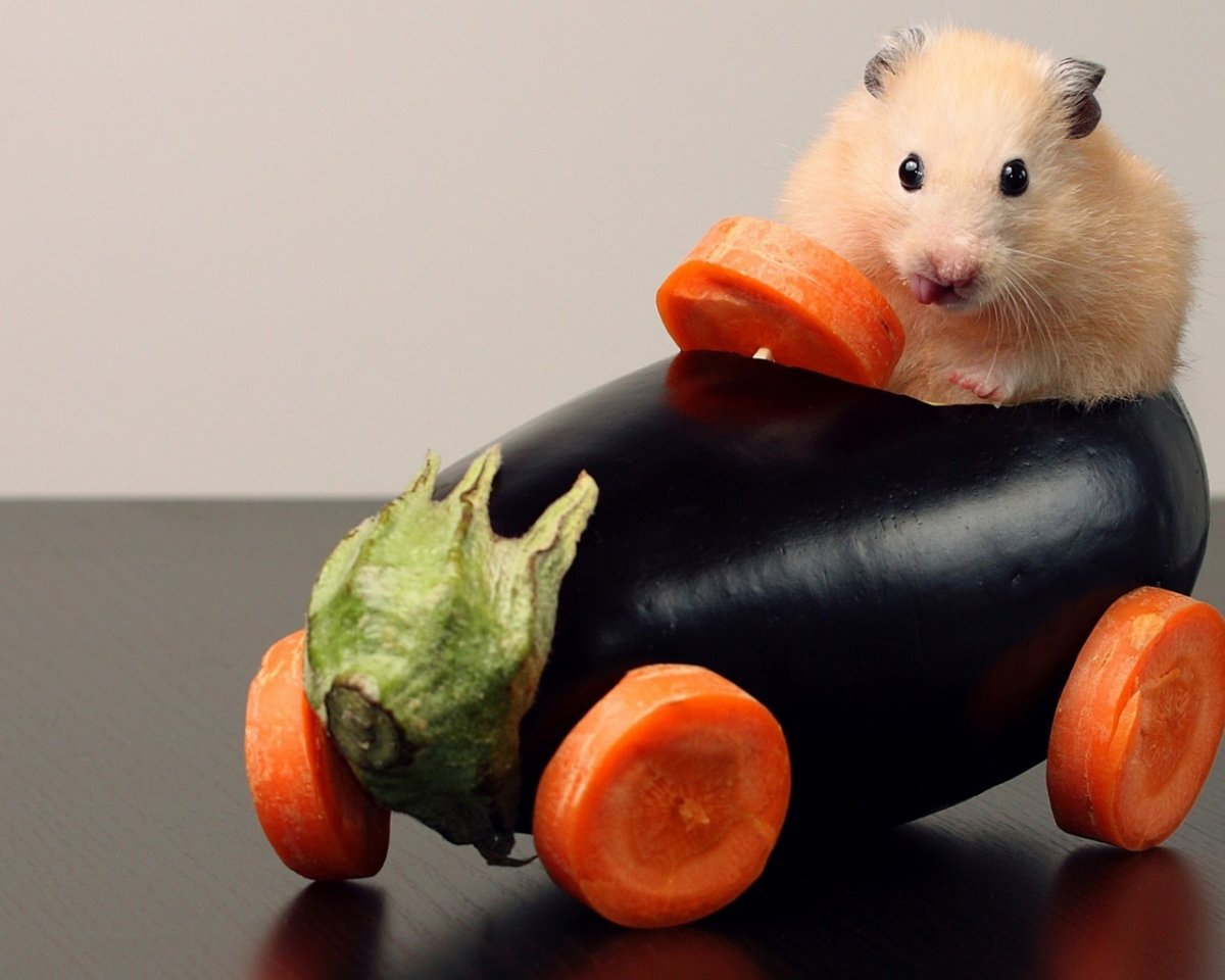 Джунгарский хомяк фото на белом фоне