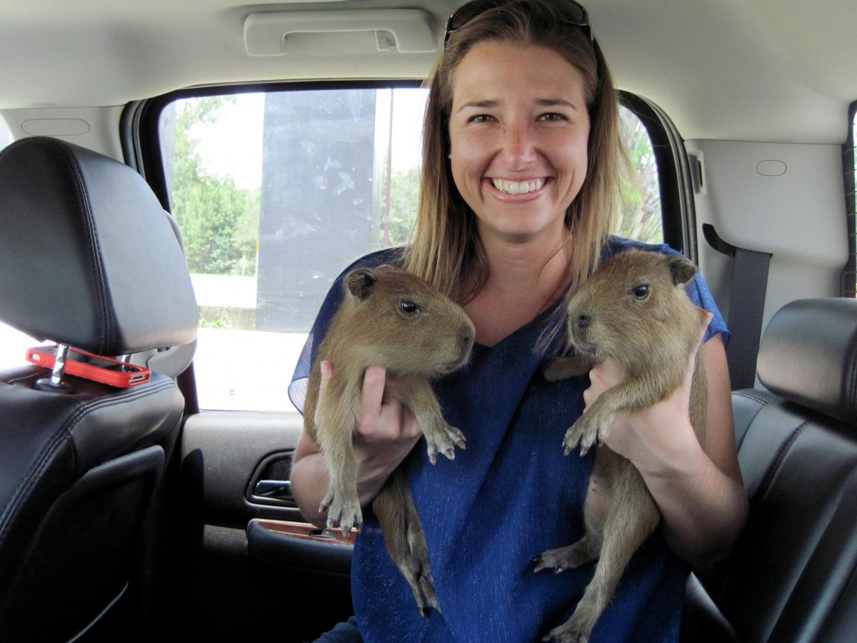 Капибара домашняя с человеком