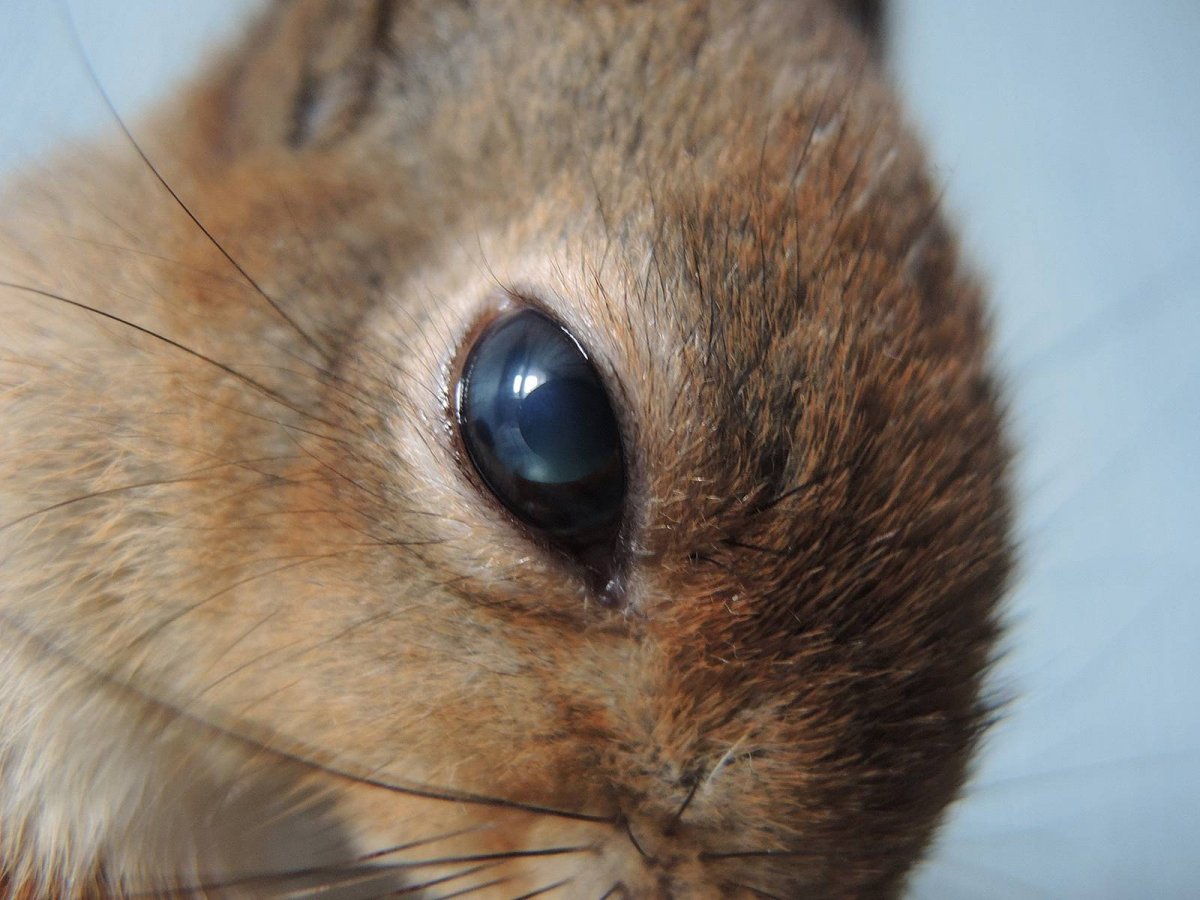 Тёмные белки глаз у младенца