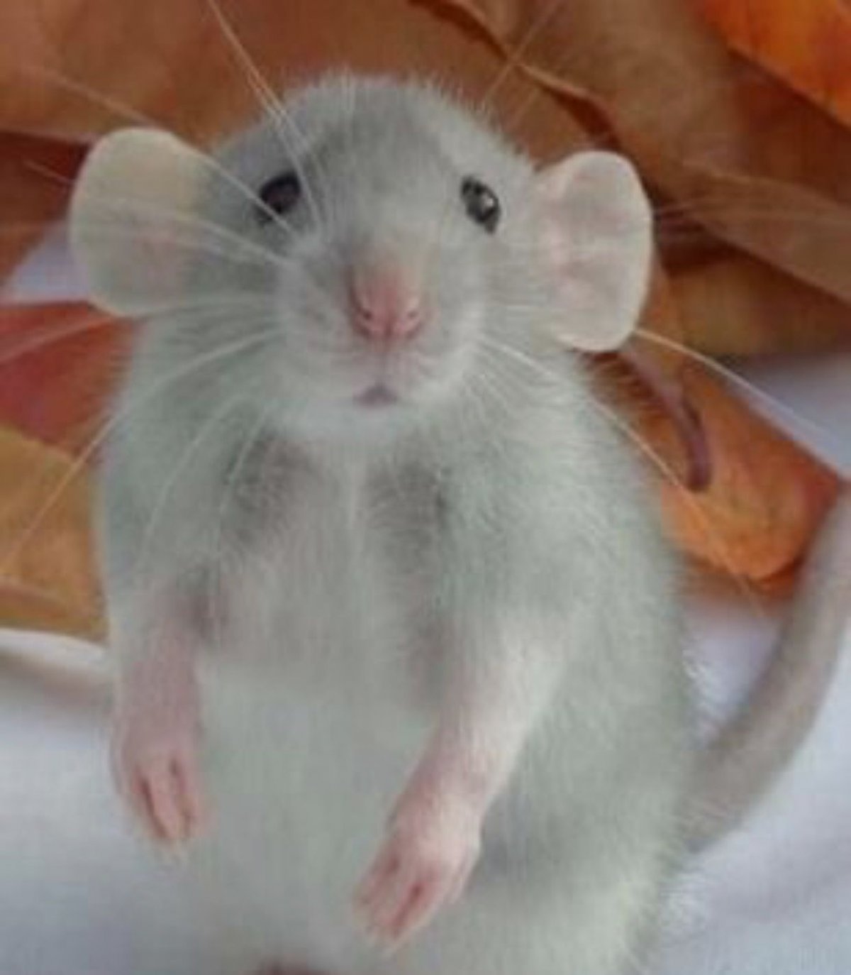 Маленькая крыса