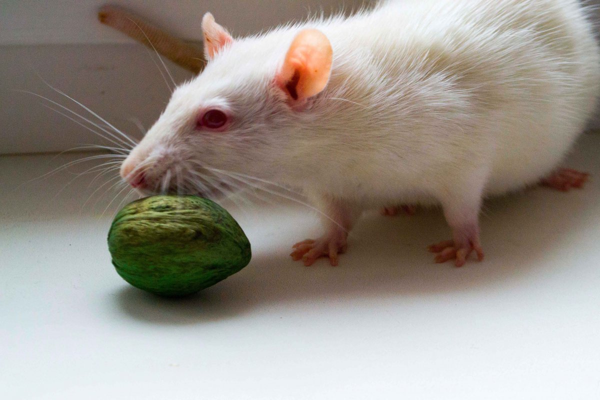 Авокадо крыса Дамбо