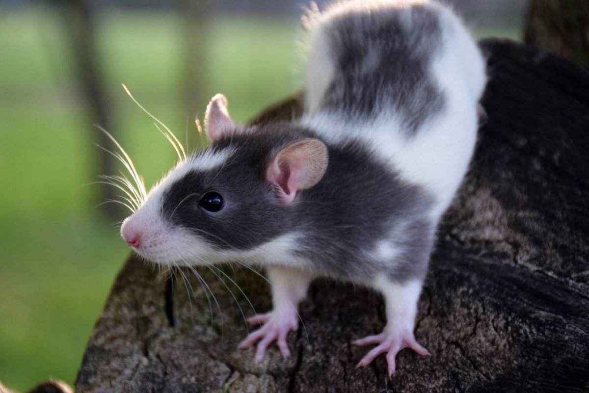 Декоративная крыса черная
