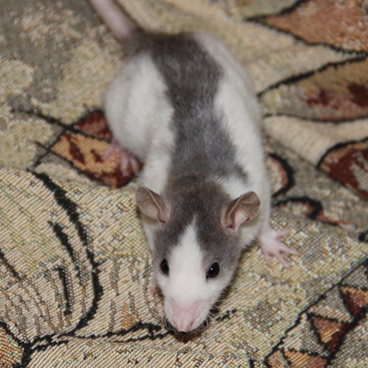 Крыса породы Дамбо серая