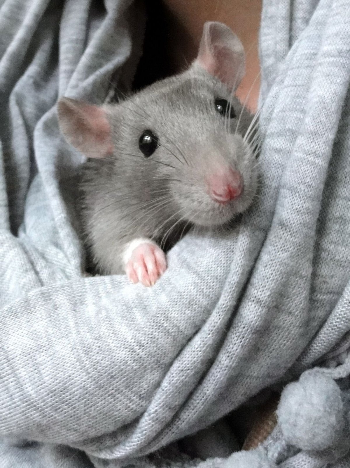 Крыса Дамбо серая