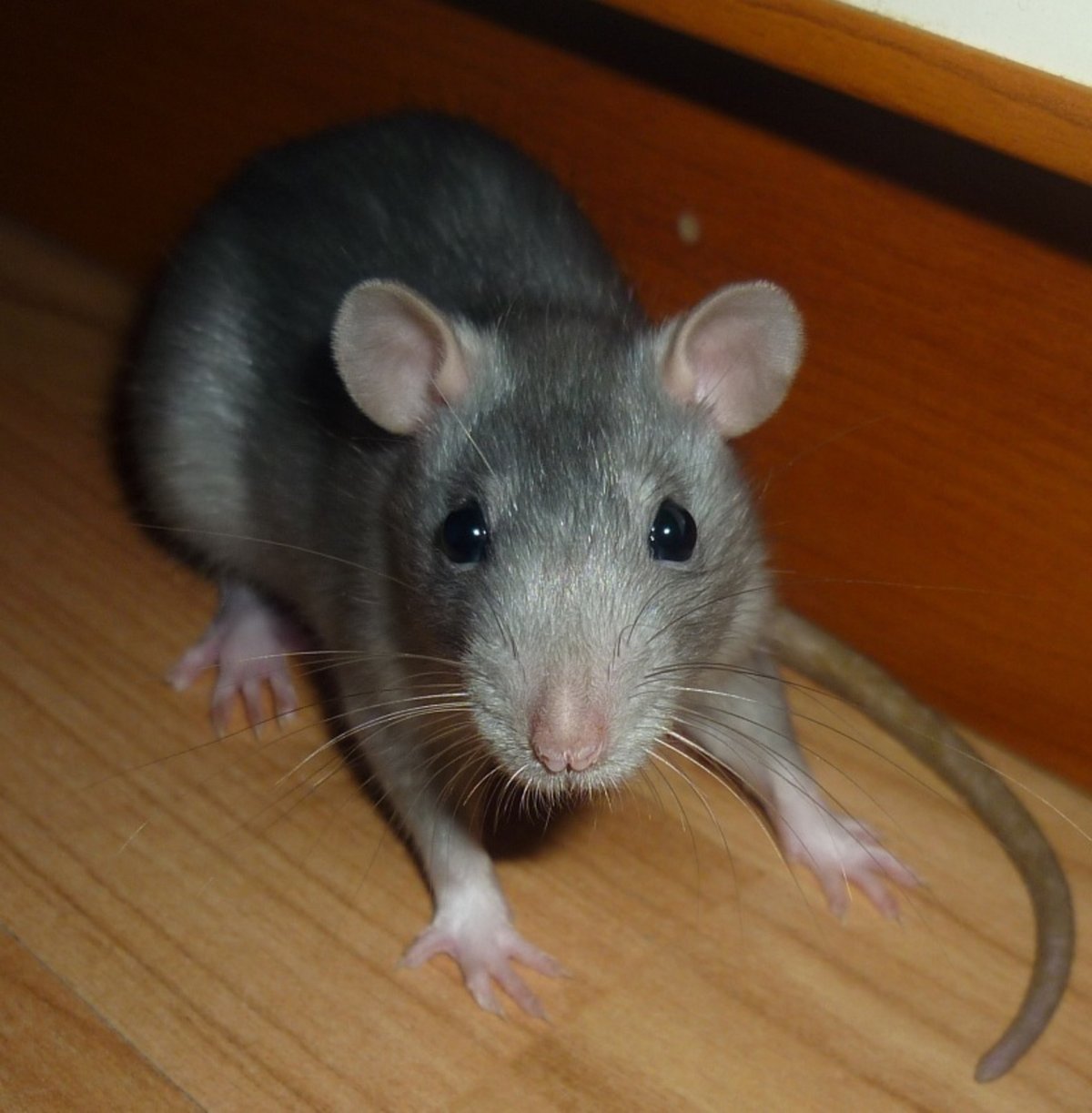 Милая крыса