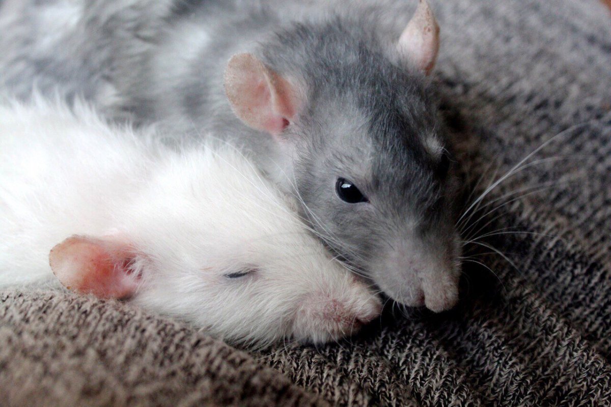Крыса голубая норка
