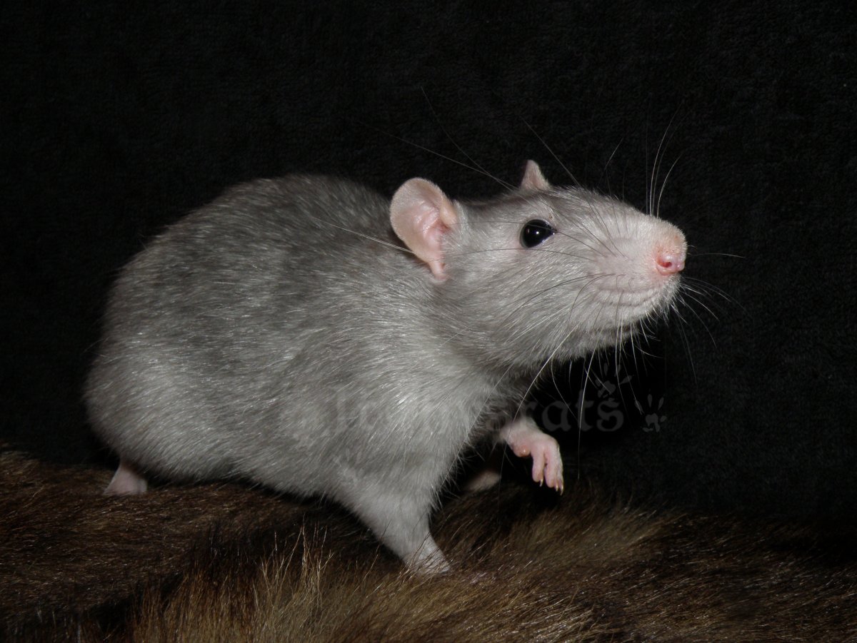 Крыса Дамбо черно белая