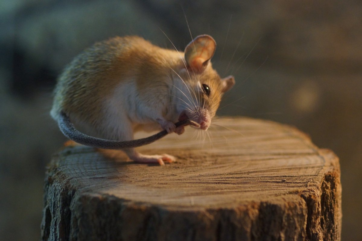 Пасюк обыкновенный