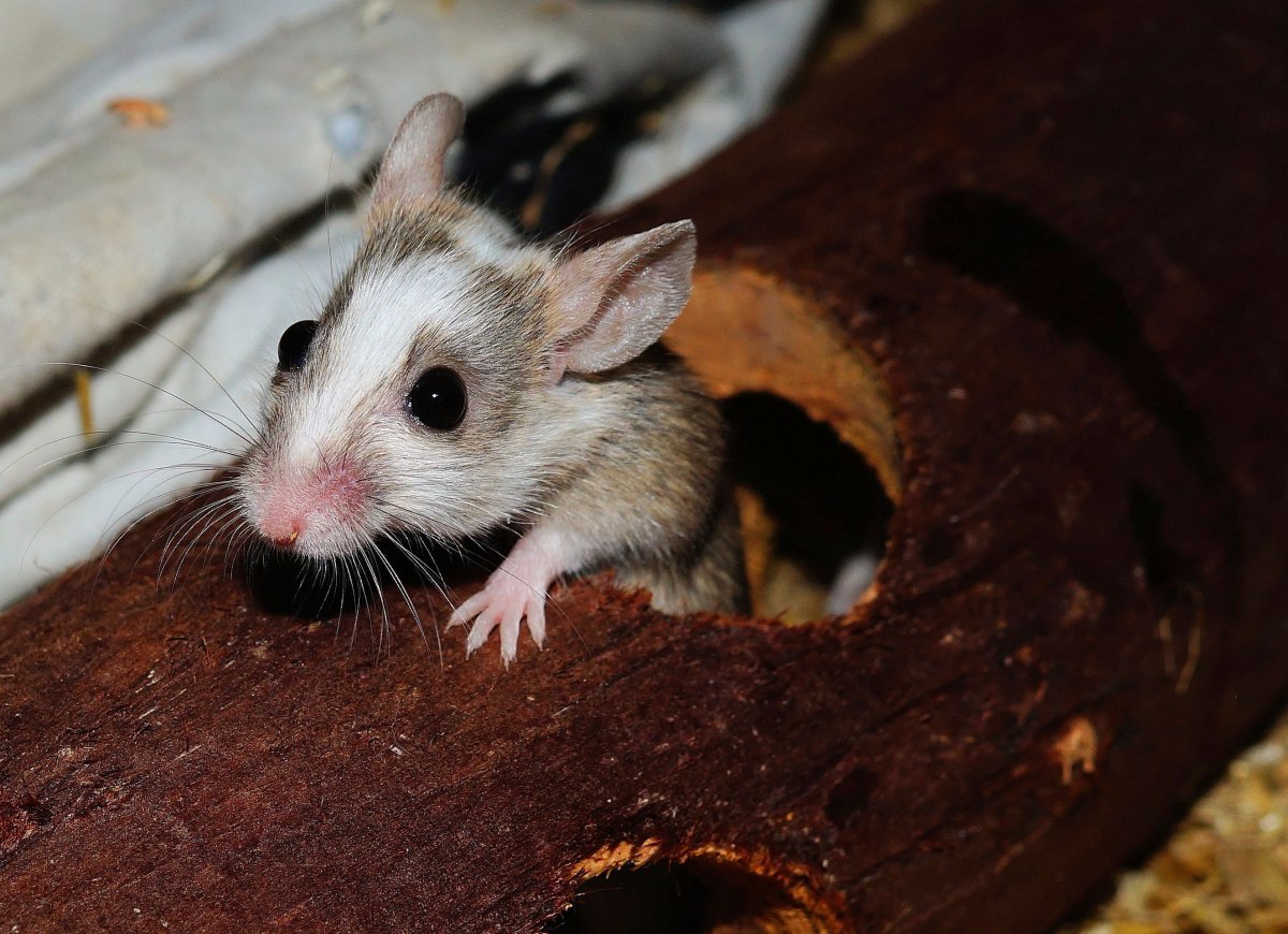 Полосатая полевка