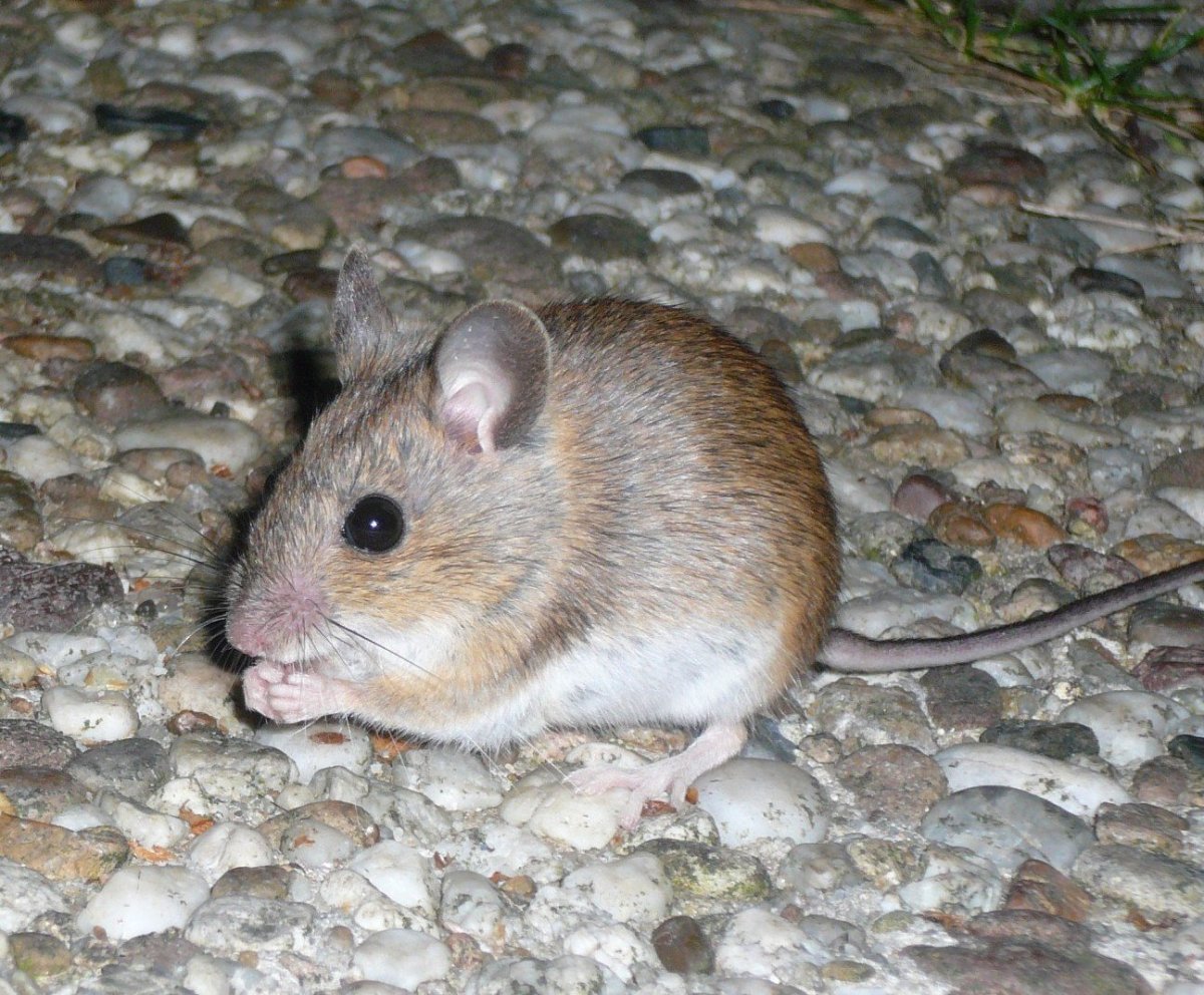 Серая крыса Пасюк
