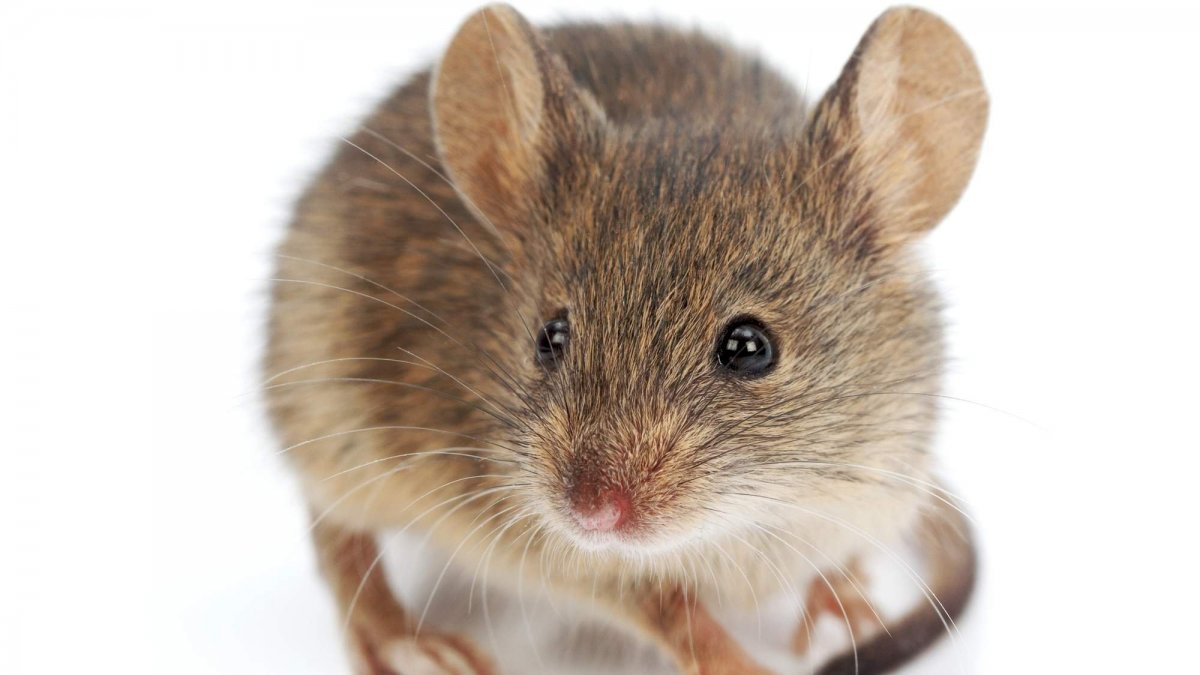 Австралийская сумчатая куница