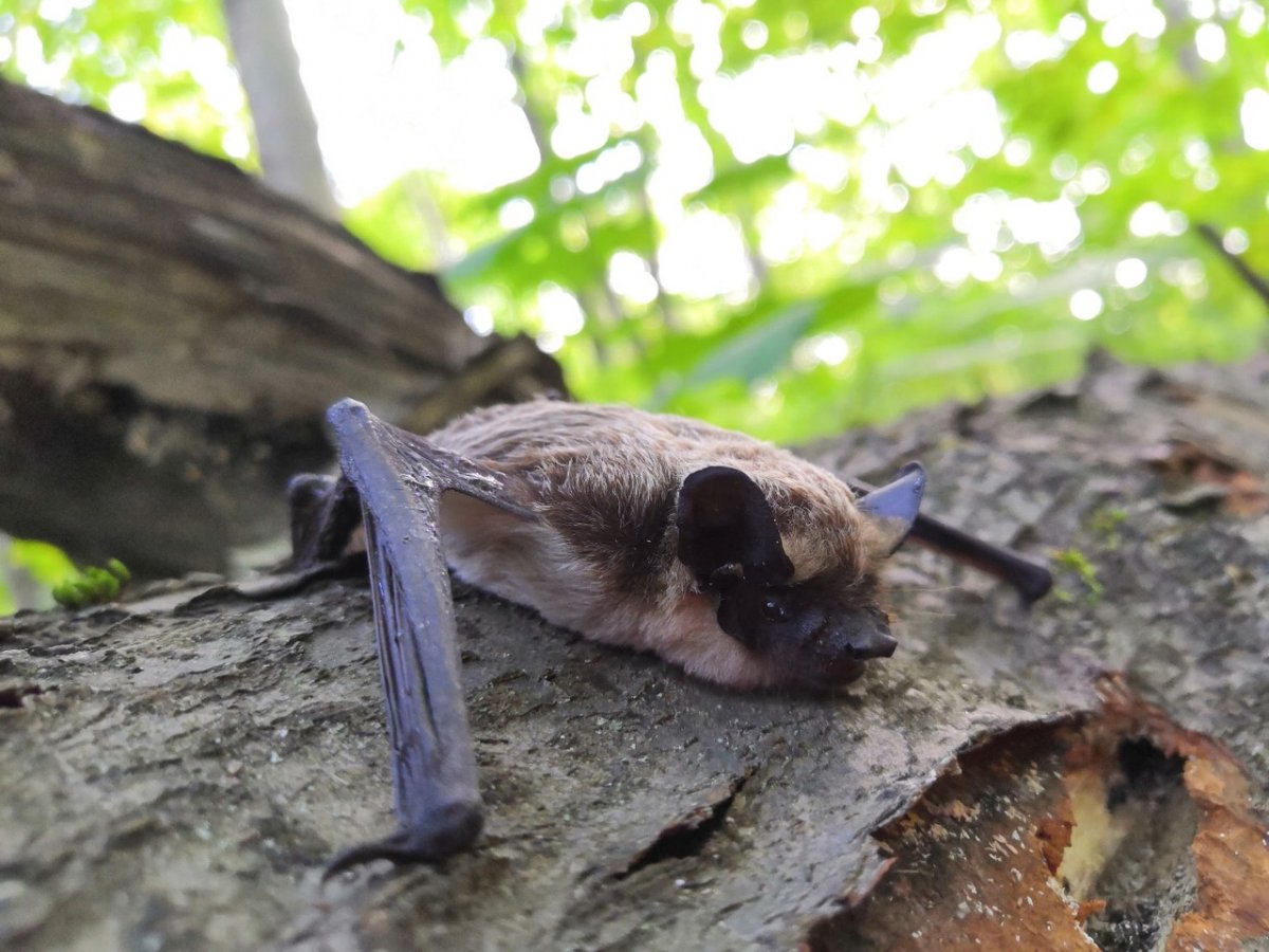 Фруктоядные листоносы