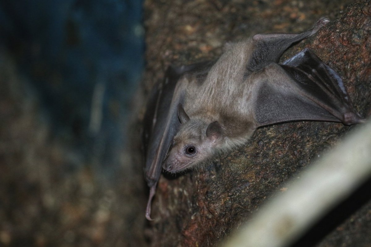 Федор летучая мышь