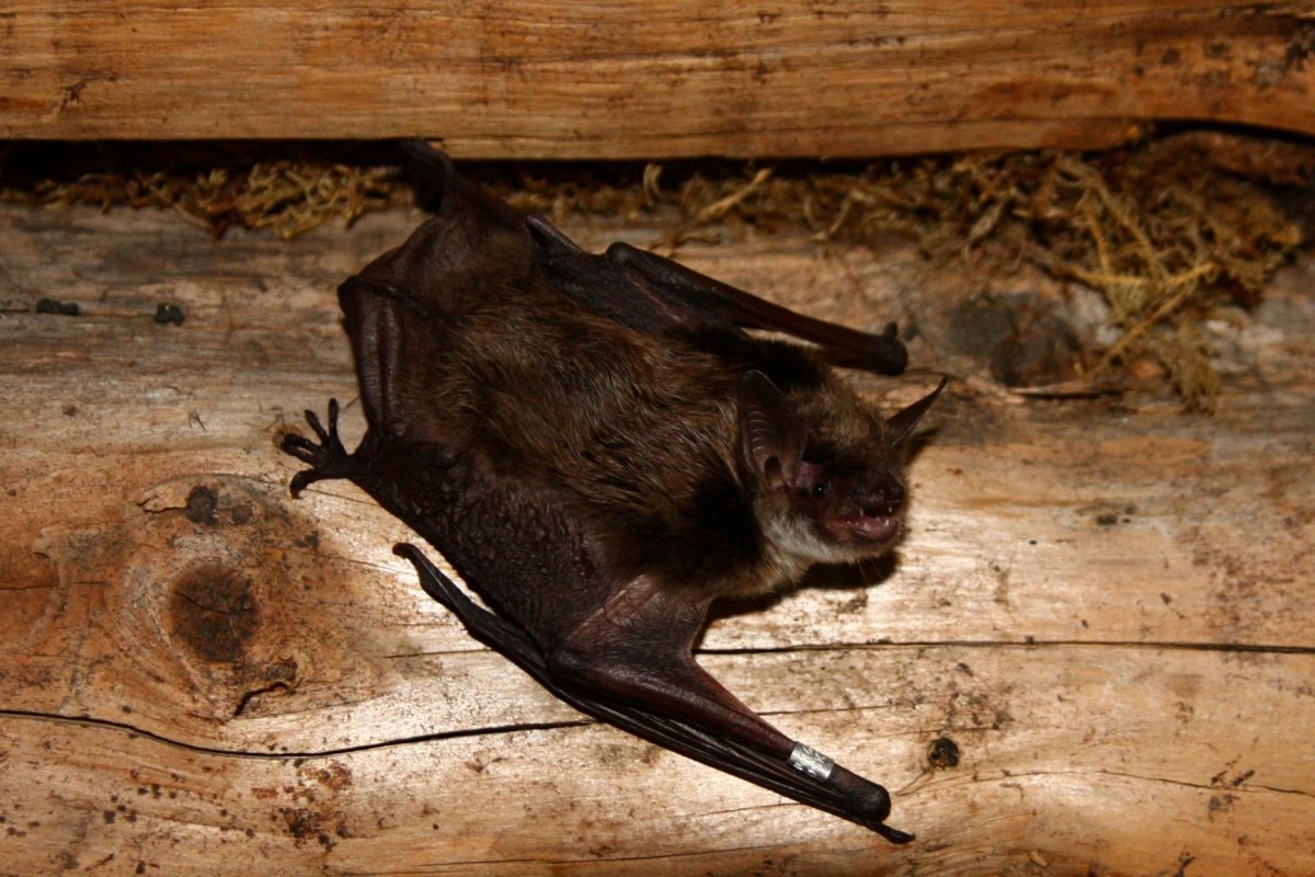 Летучая мышь Мэлис