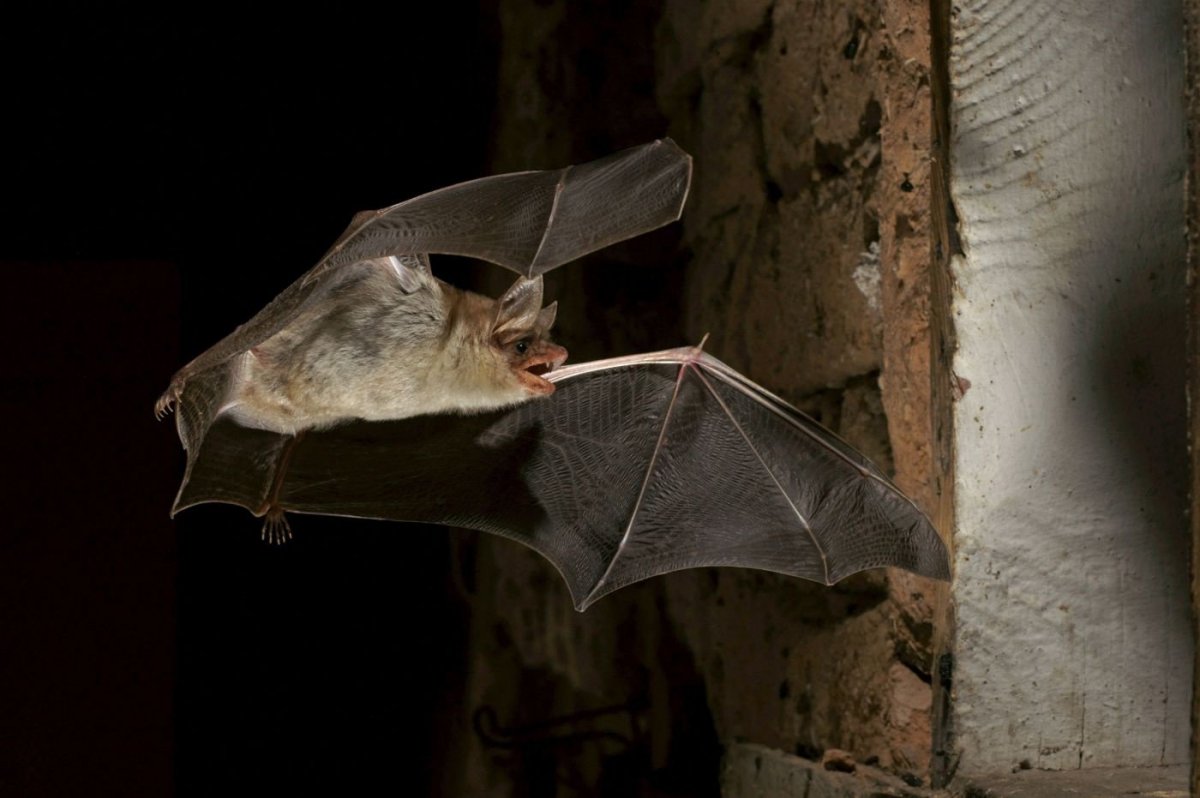 Нектарная летучая мышь