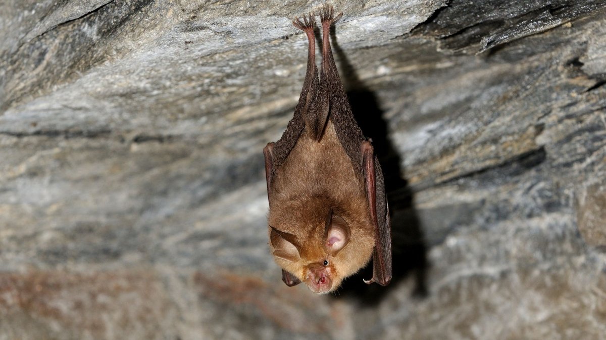 Летучая мышь в Крыму фото