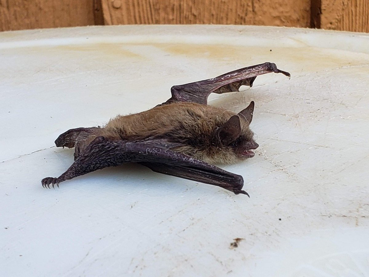 Московский зоопарк летучие мыши