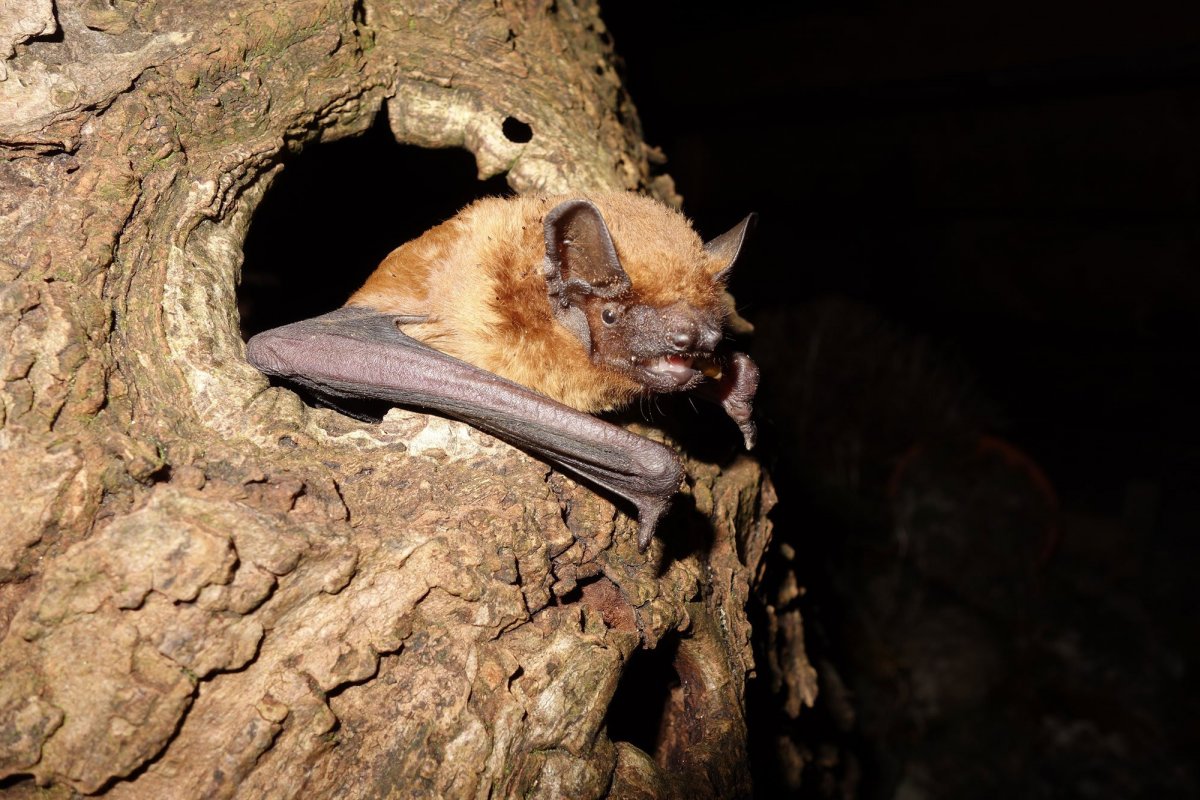 Летучая мышь ночница