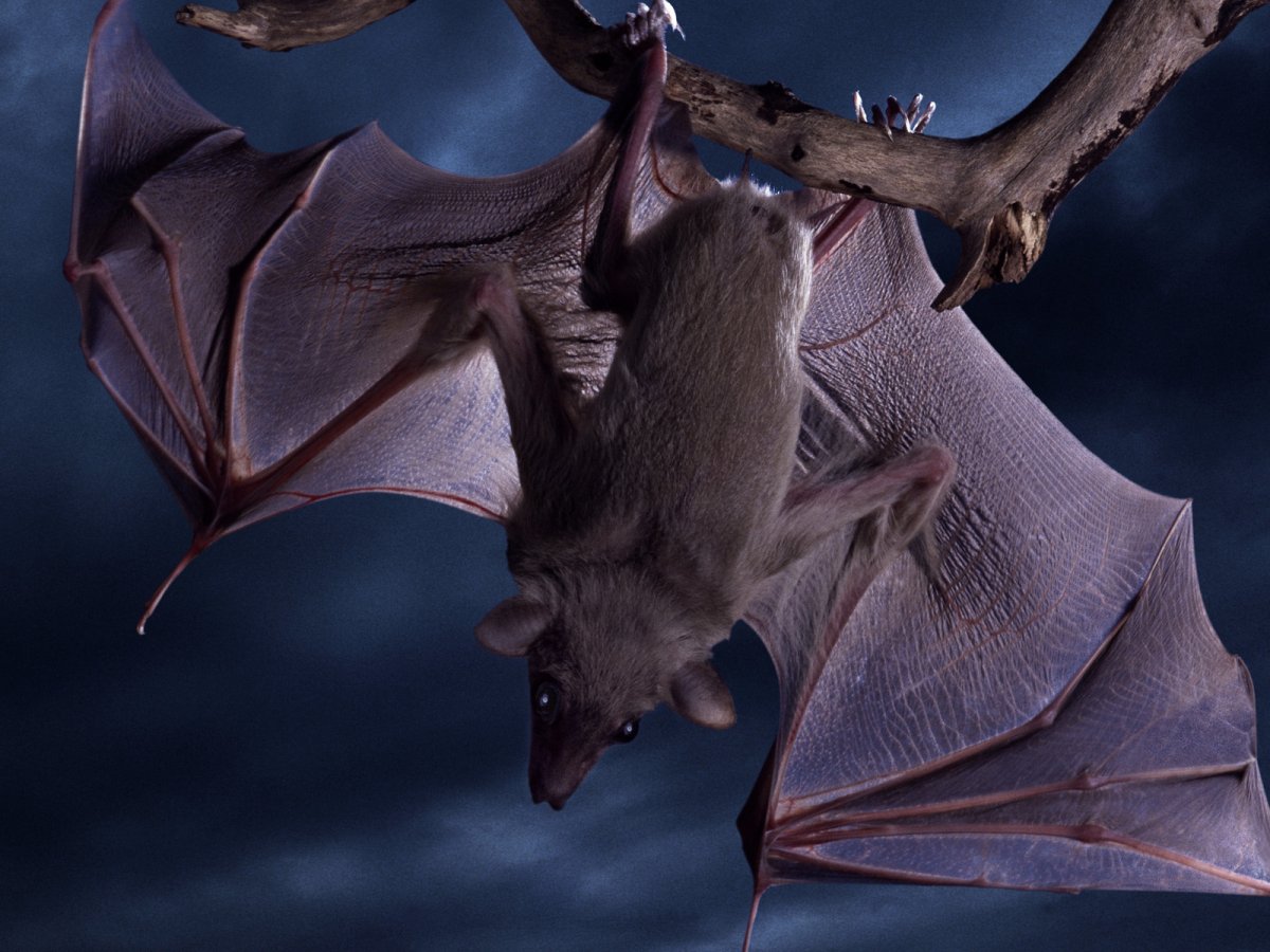 Летучая мышь HD