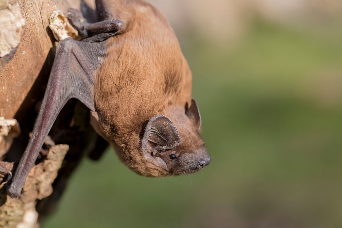 Летучая мышь из дерева