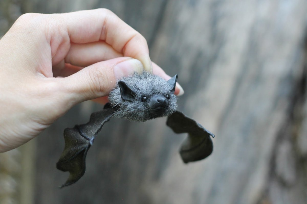 Свиноносая летучая мышь