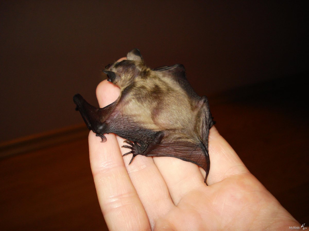 Ареал рукокрылых