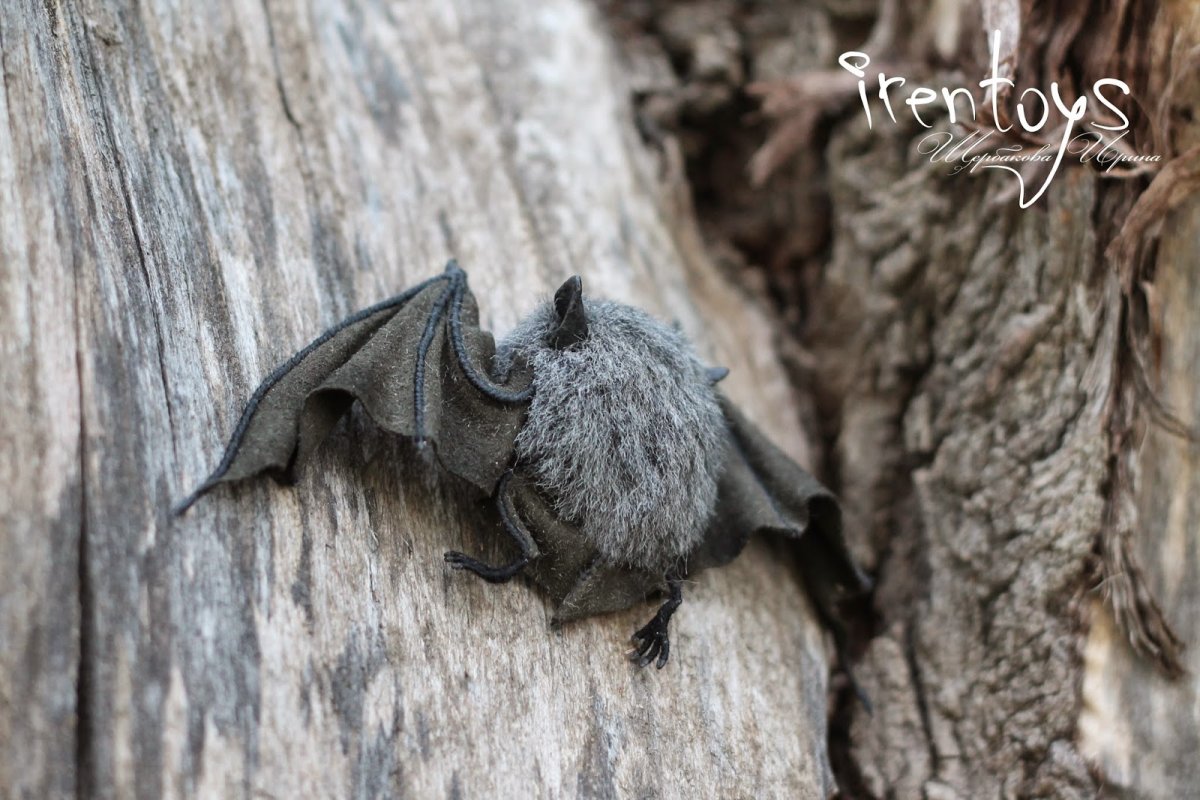 Серая летучая мышь
