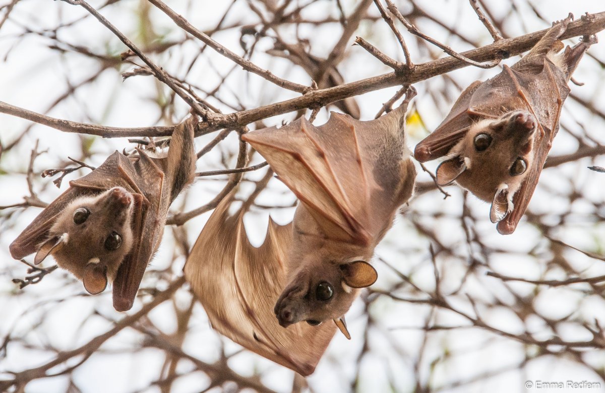Летучая крыса