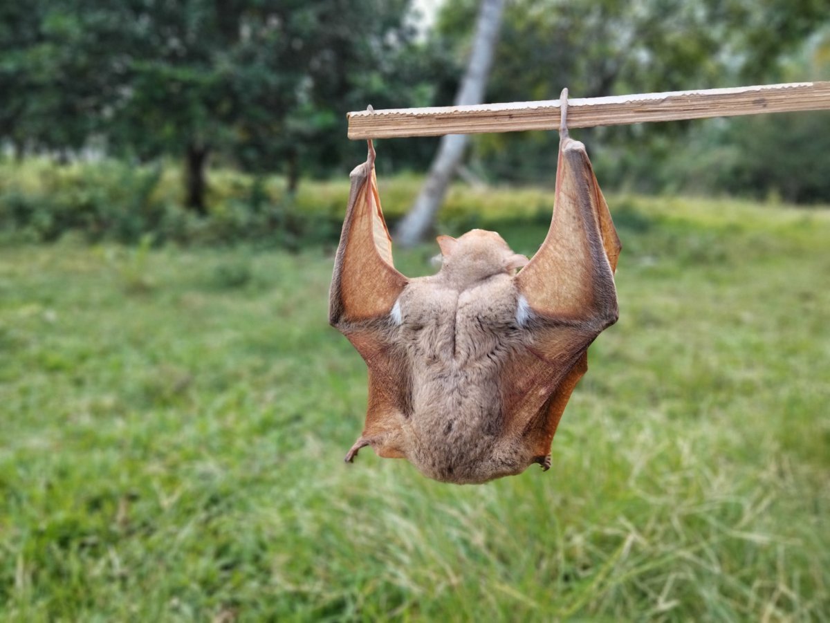 Рукокрылые нектароядные