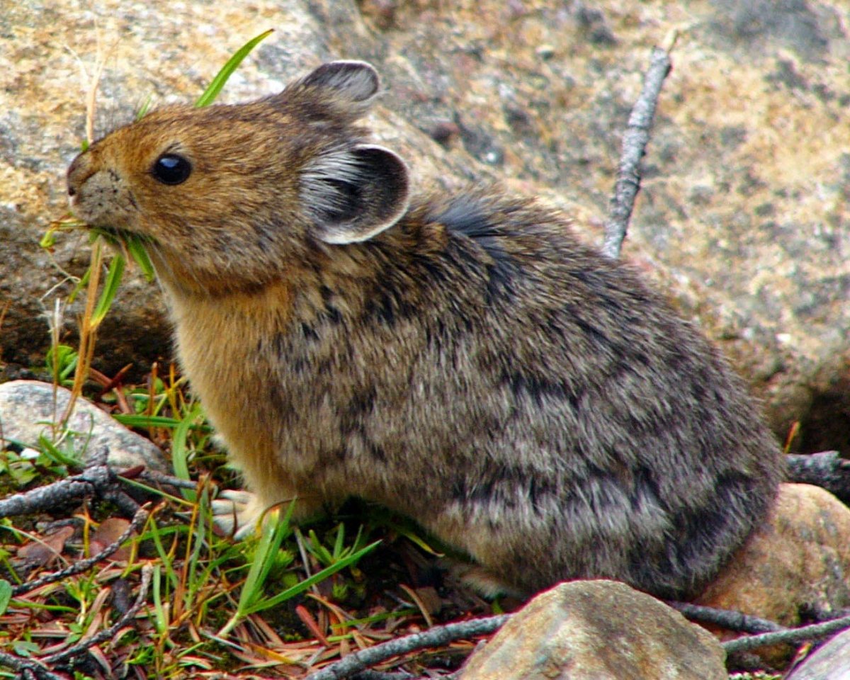 Алтайская пищуха (Ochotona Alpina)
