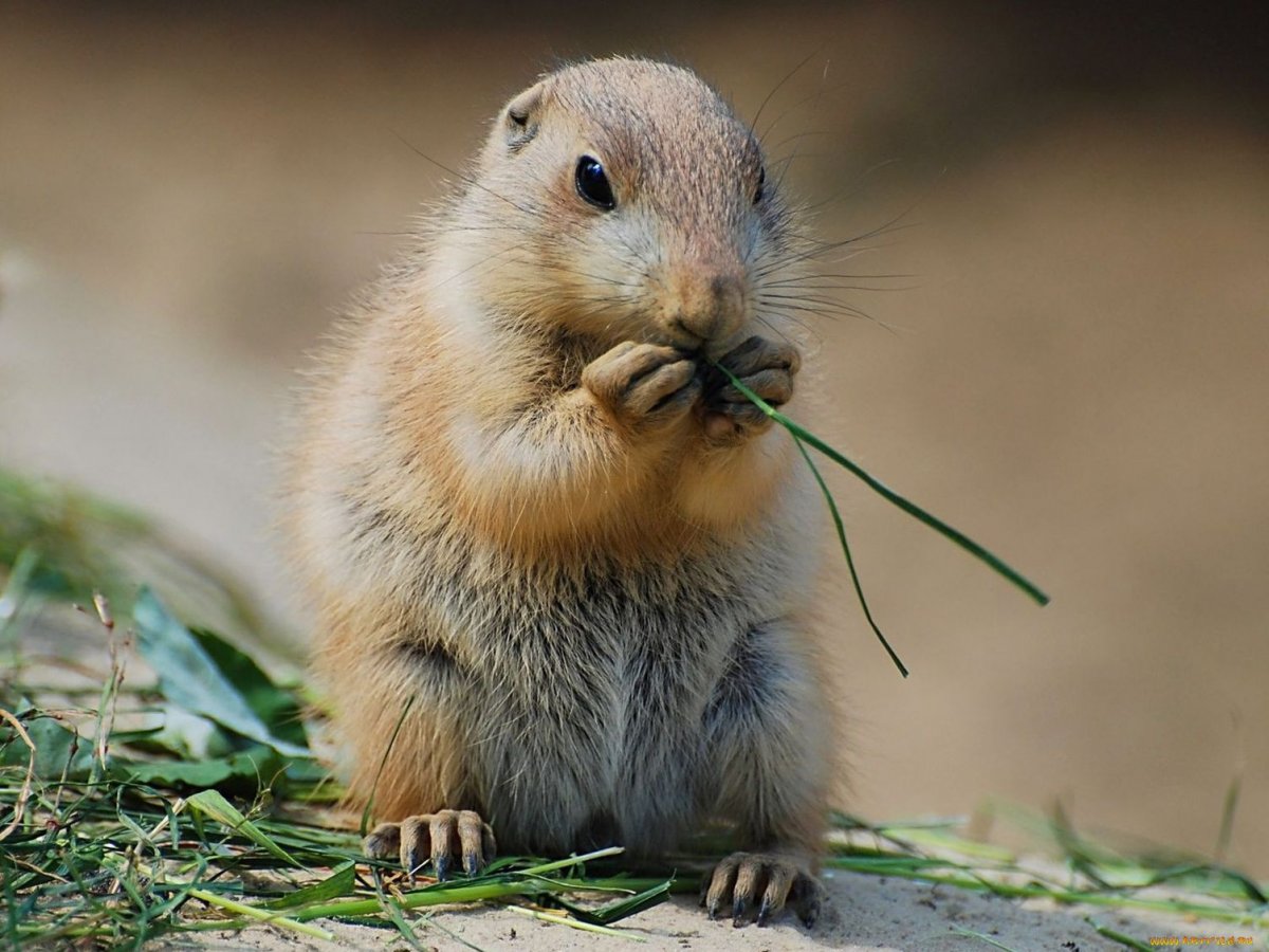 Степные Грызуны