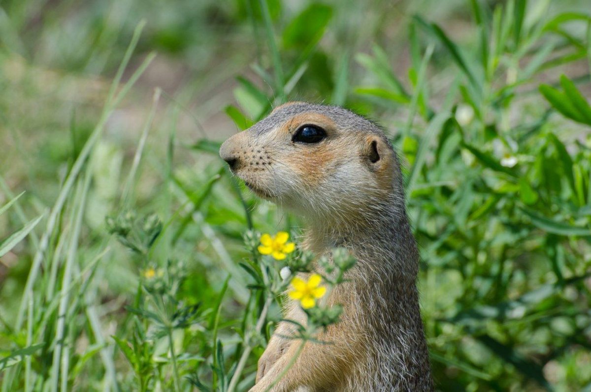 Крымский Степной суслик