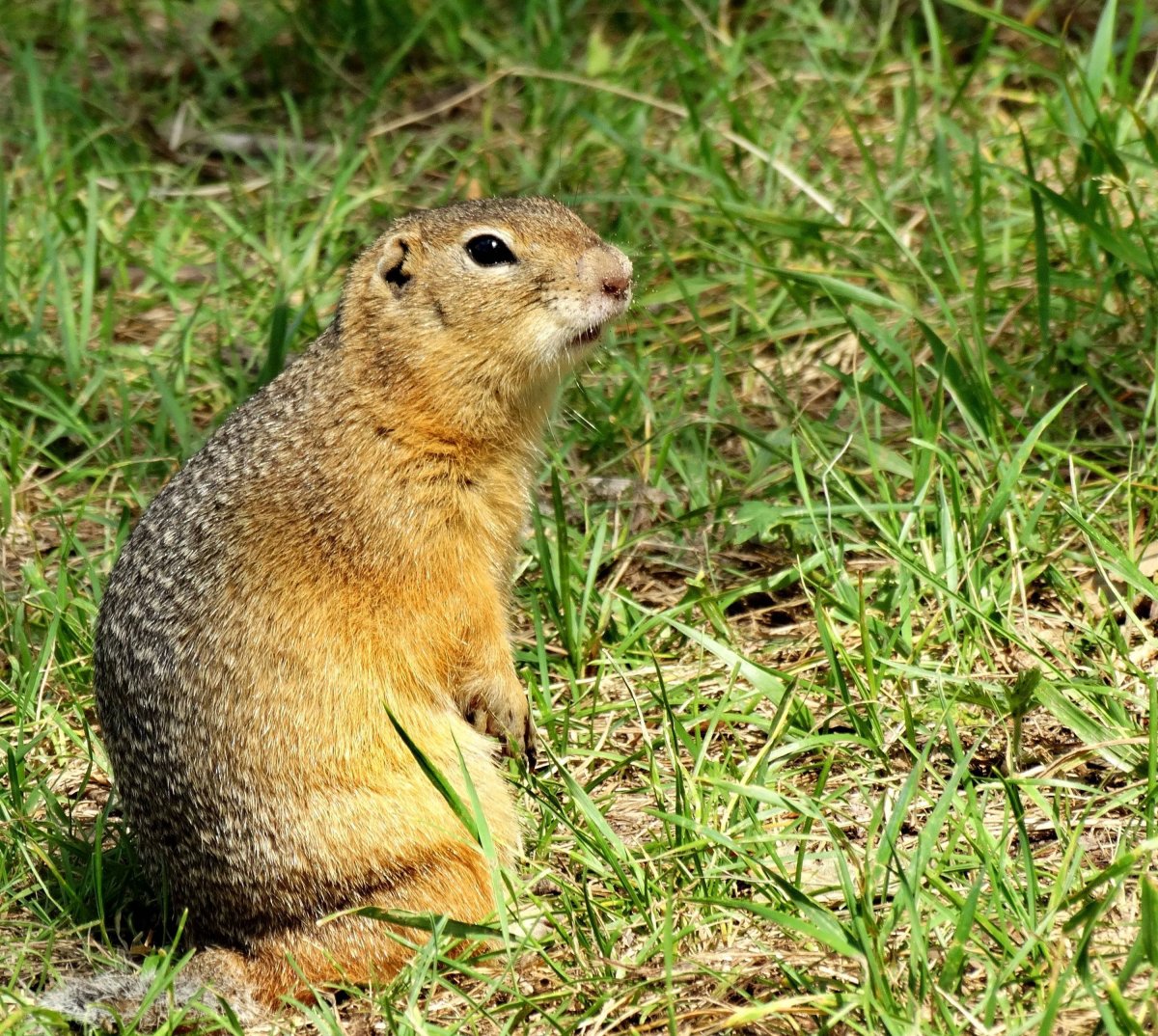 Суслик большой Самарской области