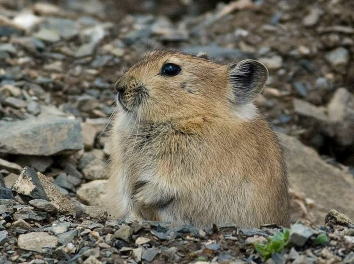 Черногубая пищуха
