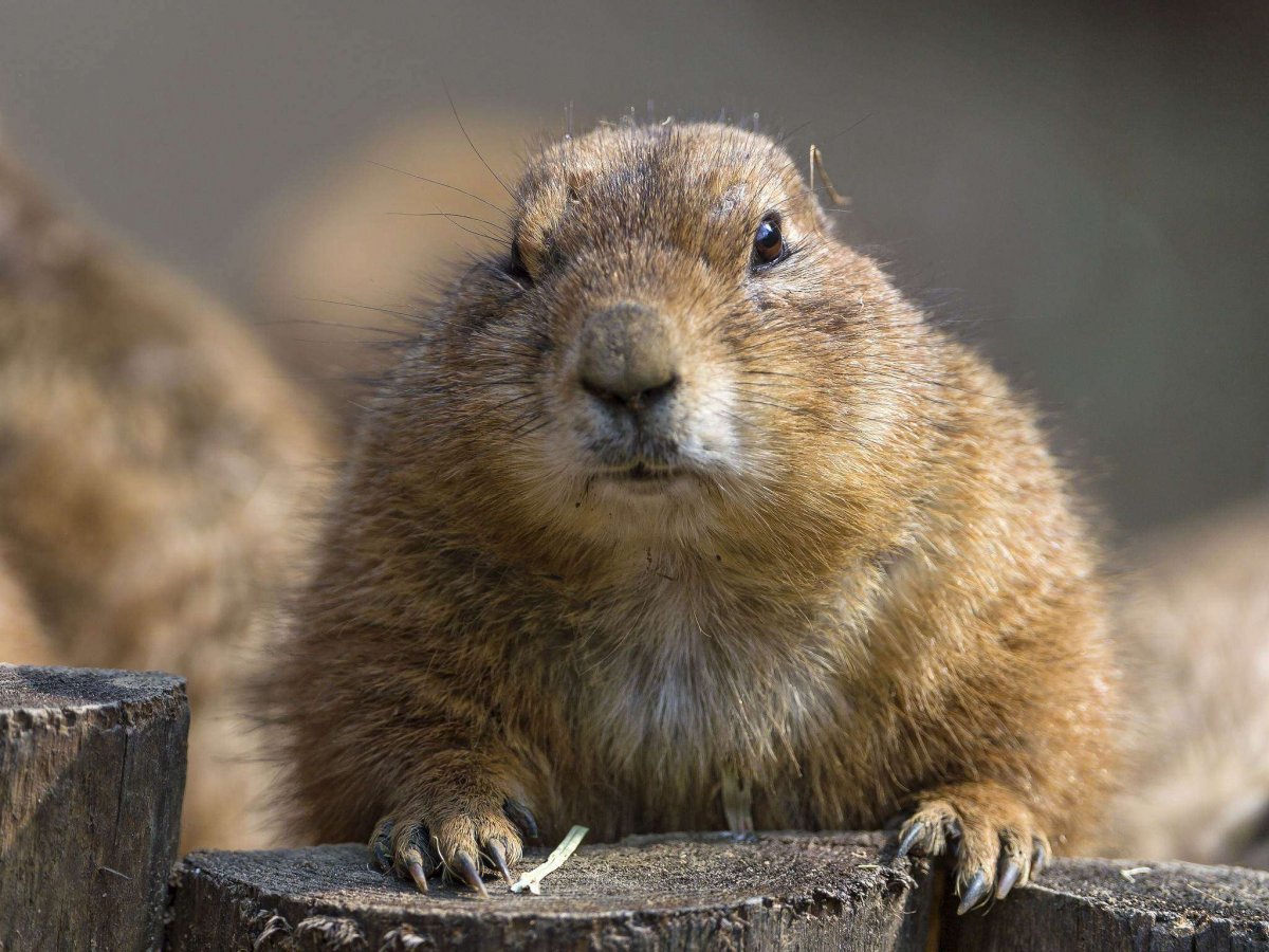 Сурок Степной, Байбак (Marmota Bobak)