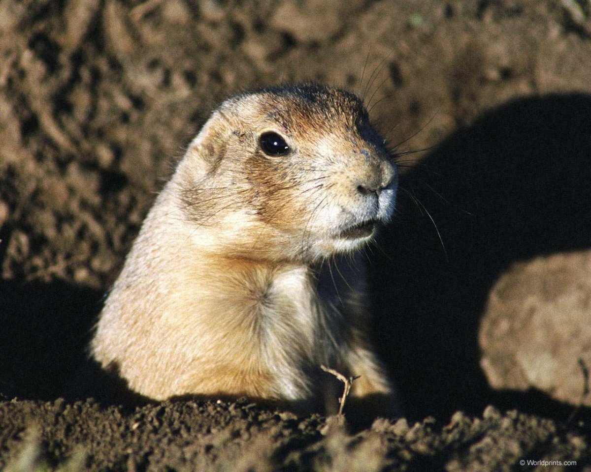 Луговая собачка животное степи
