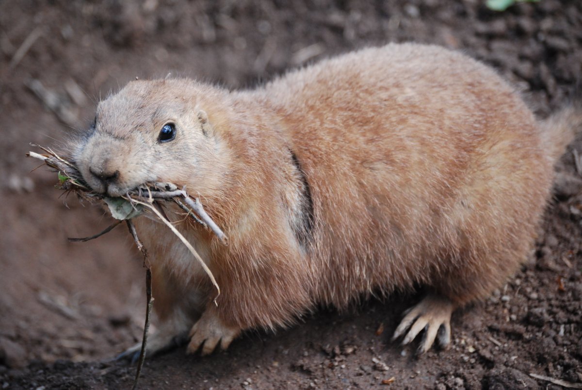 Лесная собачка грызун