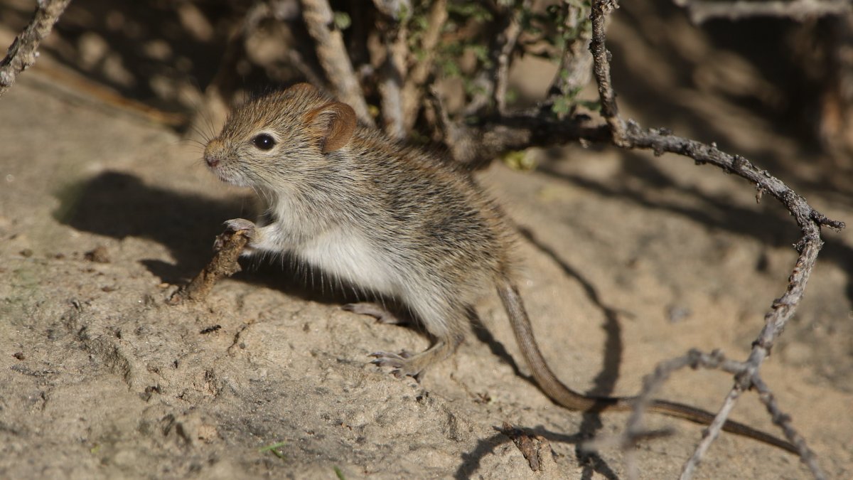 Восточный бурундук
