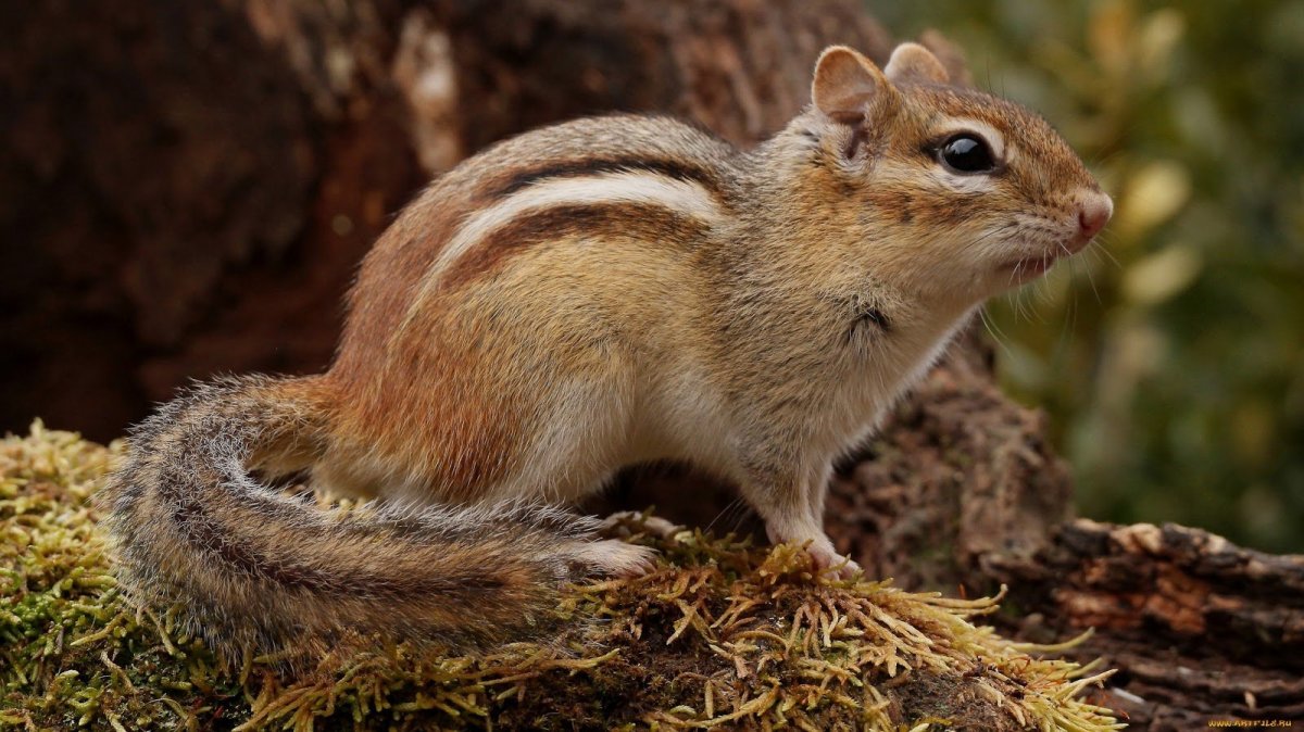 Эворонская полевка