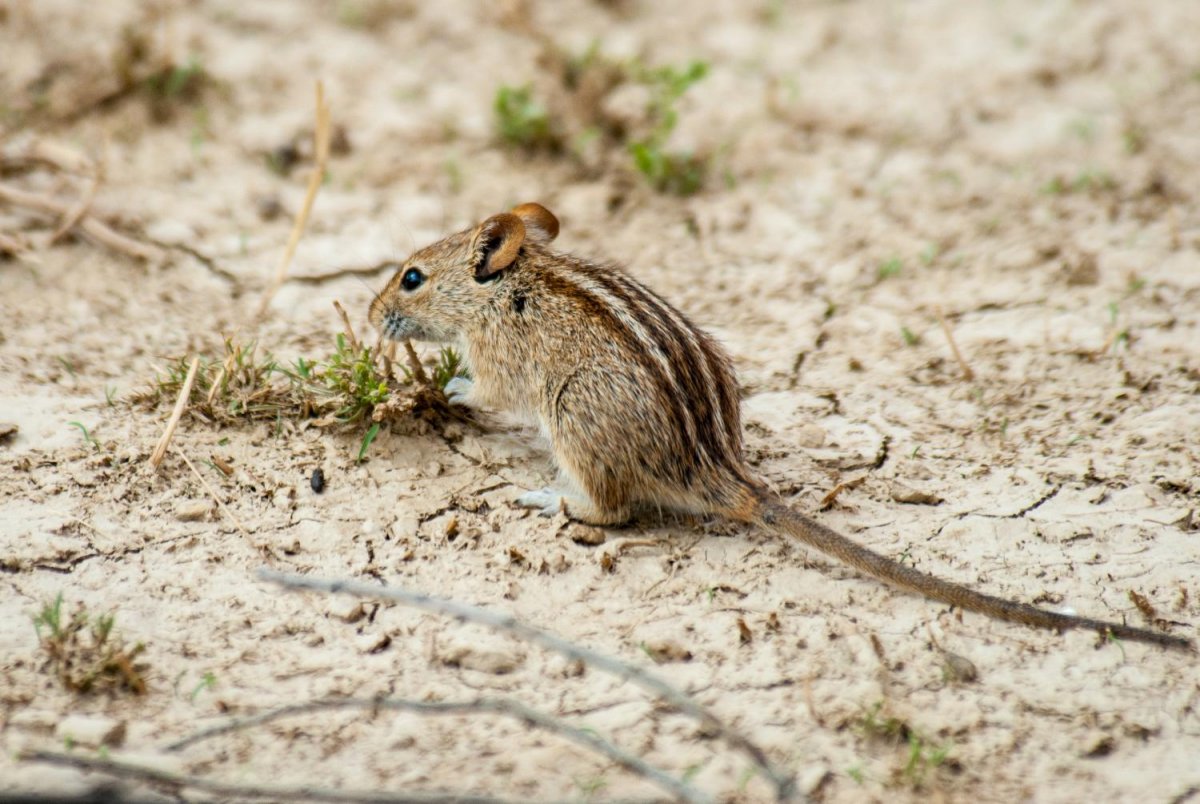 Грызунов с полосками на спинке