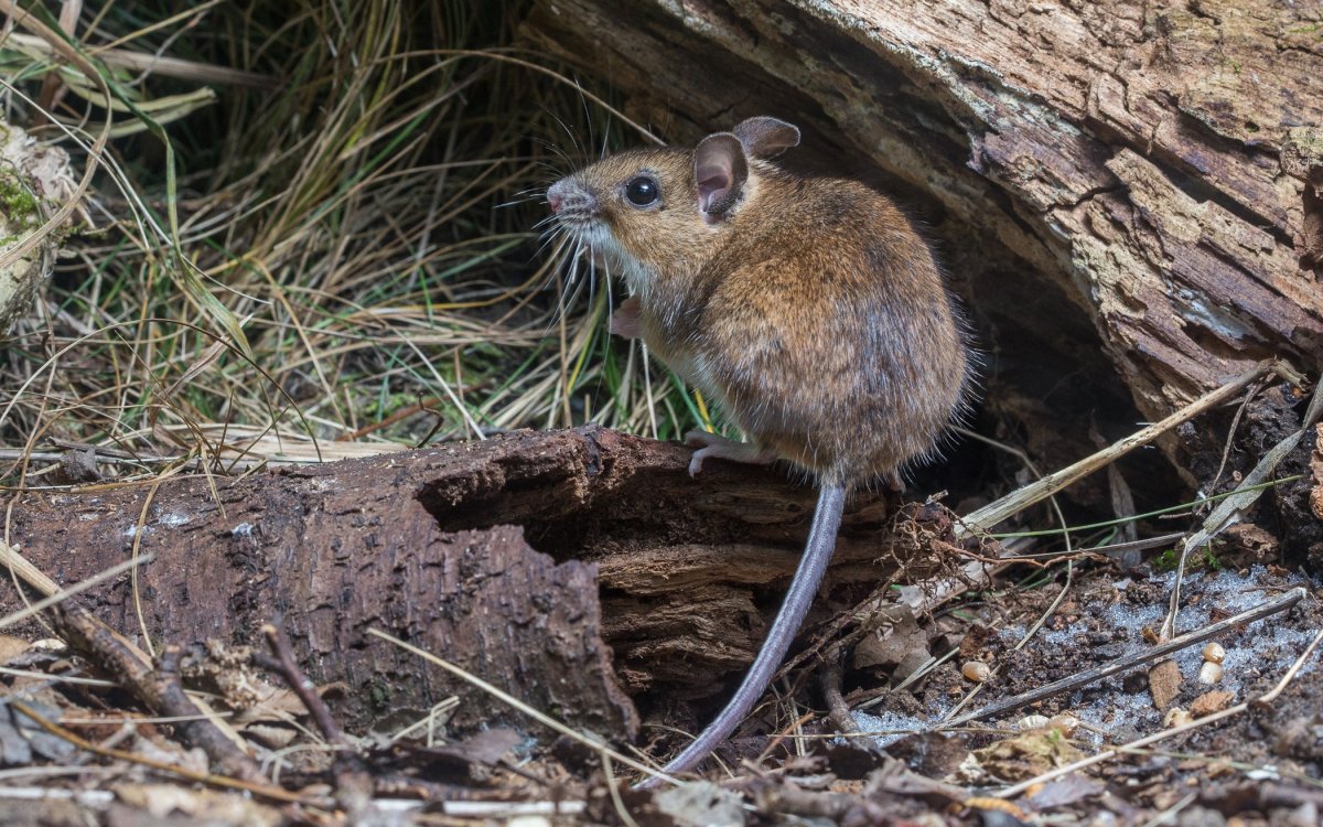 Грызун с полосой на спине