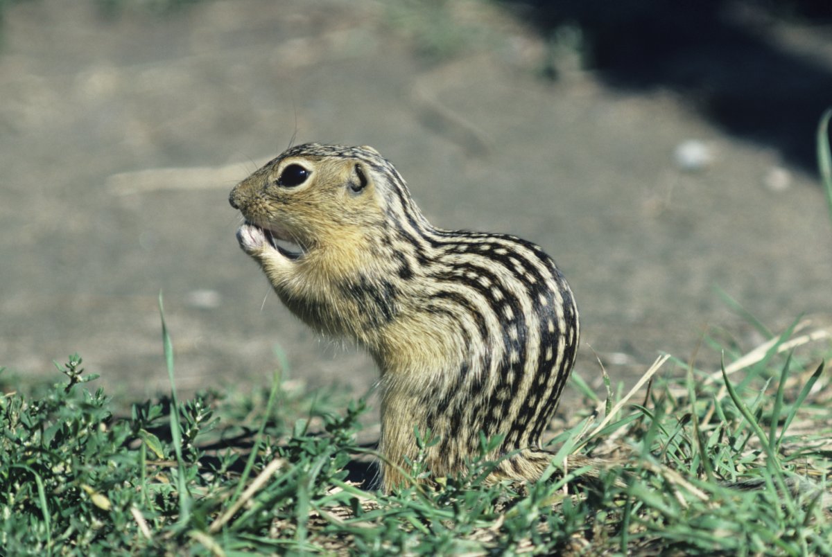 Полосатая полевка