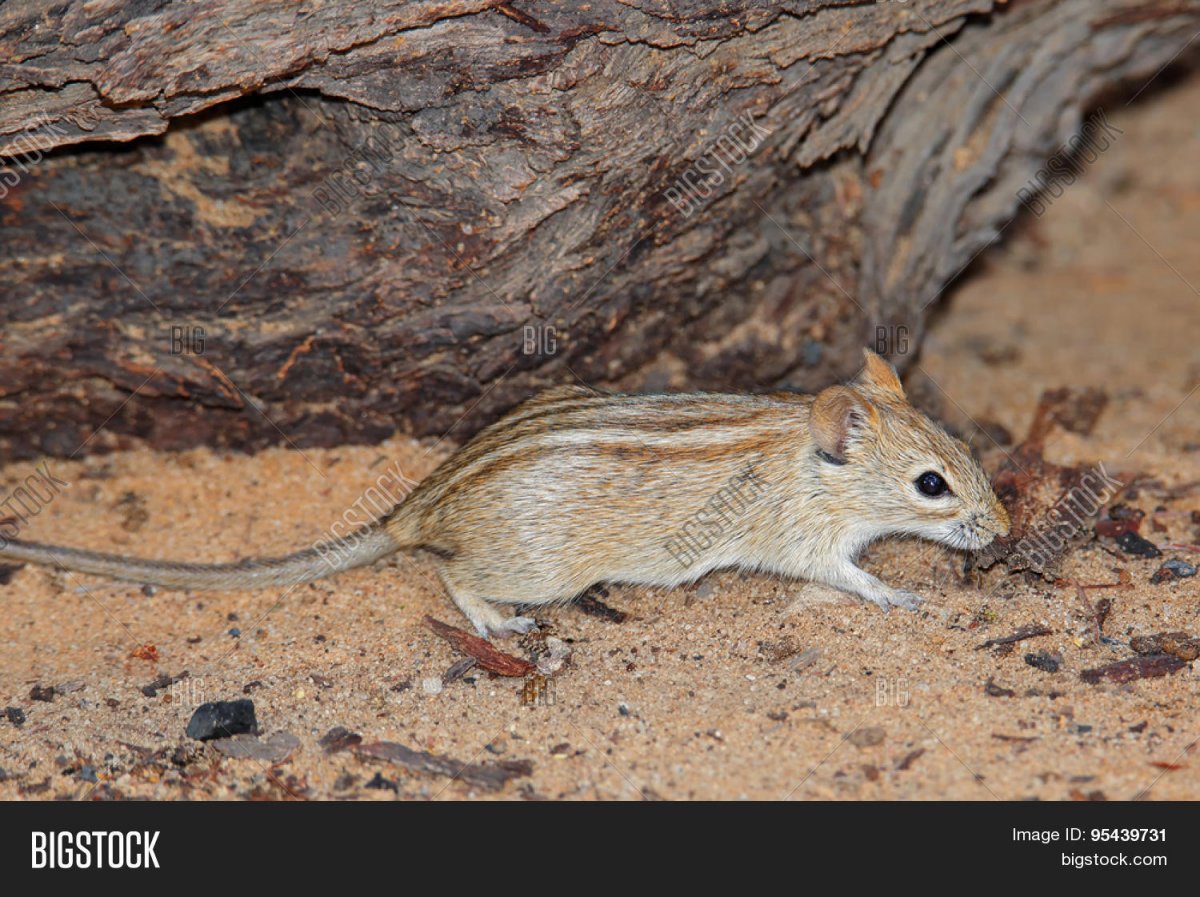 Восточный бурундук