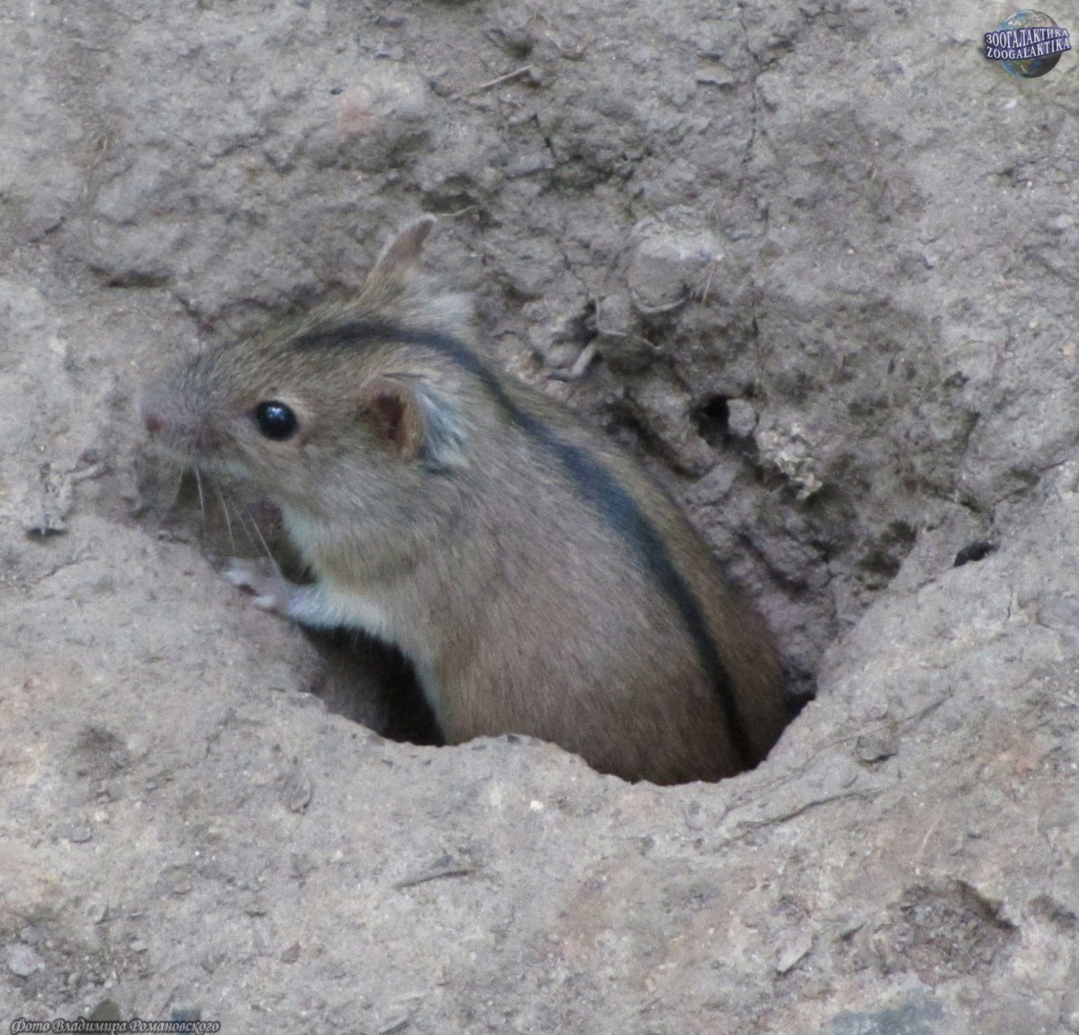 Песчанка монгольская