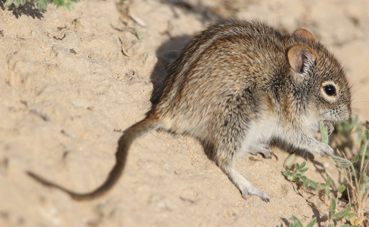 Азиатский бурундук (Tamias sibiricus)