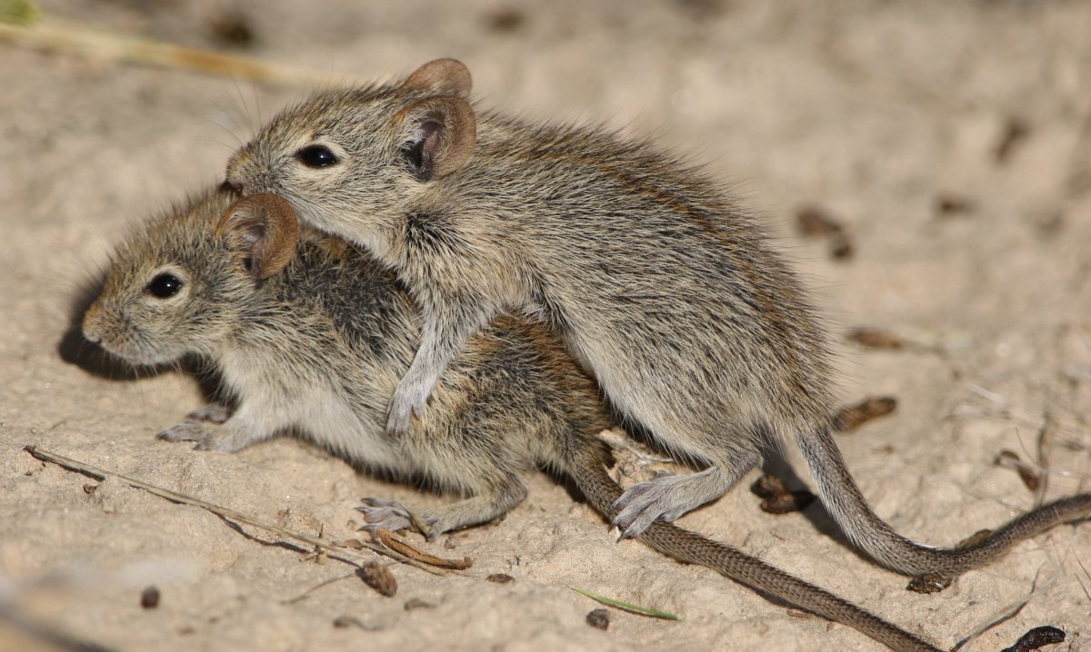 Даурский хомячок (Cricetulus Barabensis)