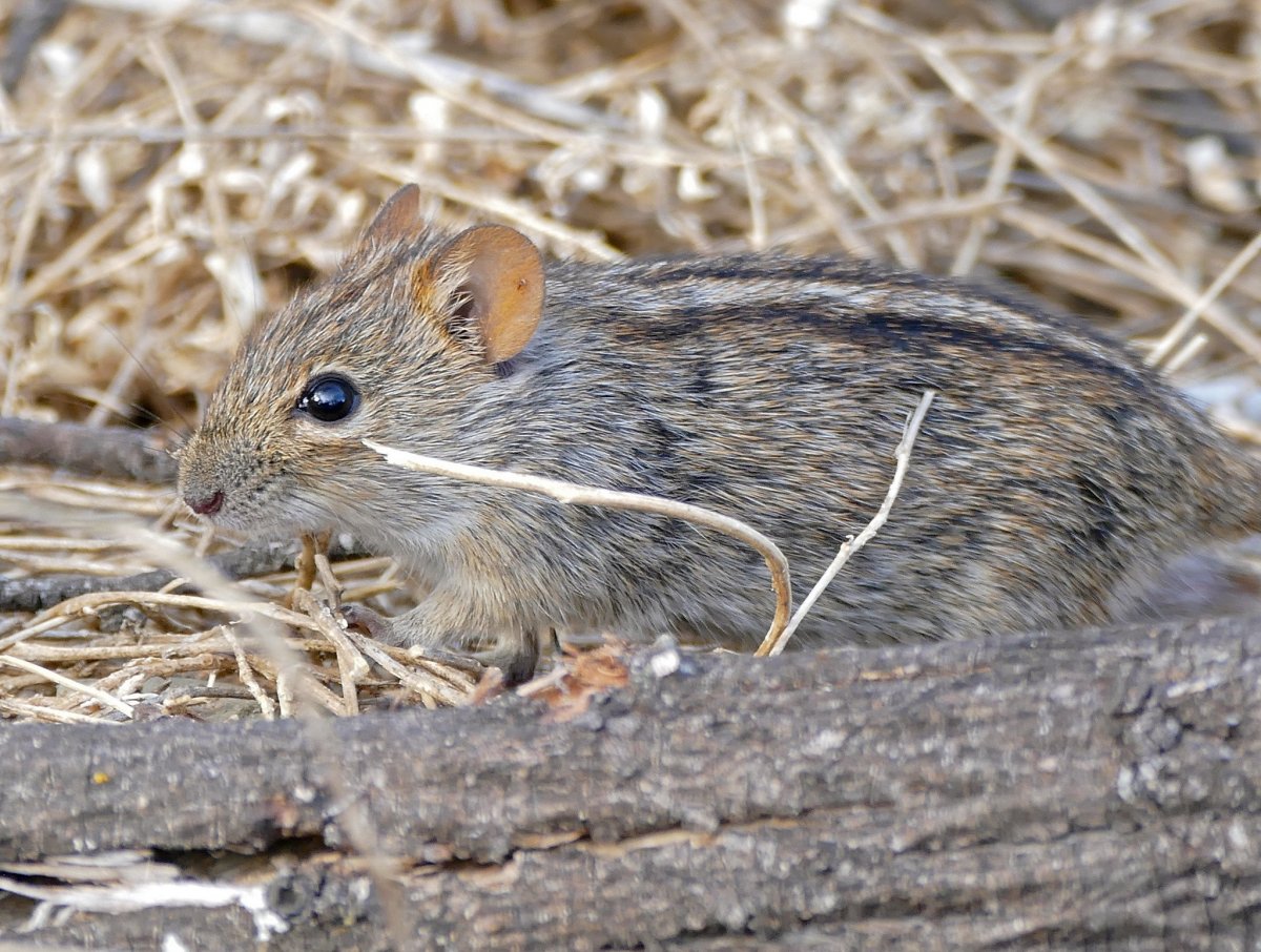 Мышь полевка с черной полосой
